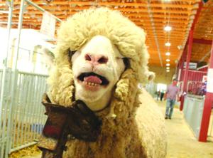 Sheep that work: Milestone Targhee show celebrates America’s breed