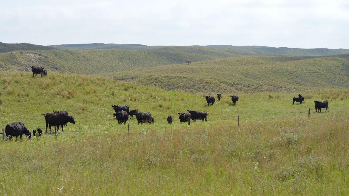 Nebraska grazing