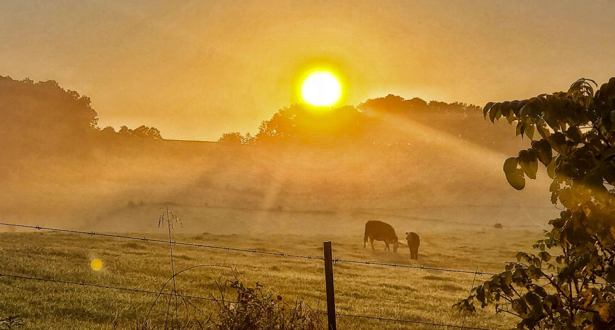 Sunset in western Wisconsin with cows in field