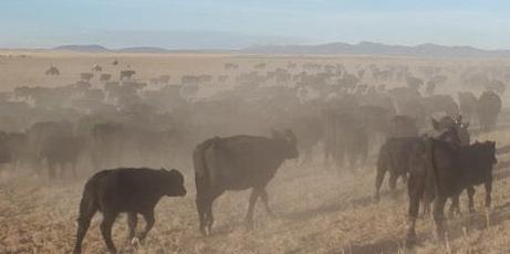 Cattle in drought