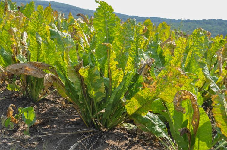 Horseradish