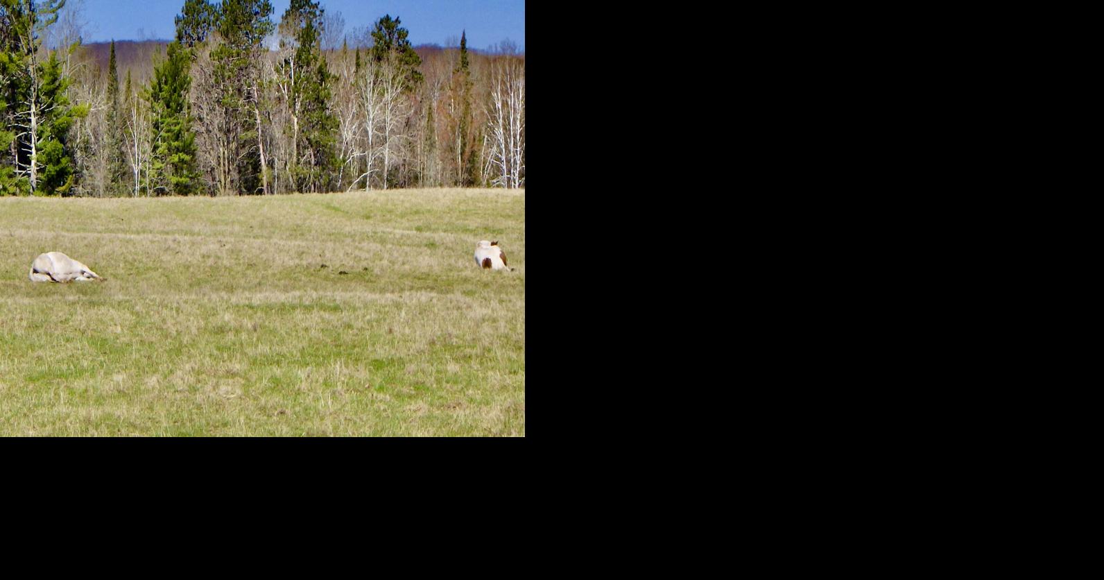 Horses