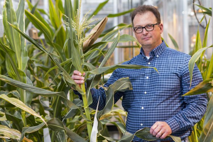 Shawn Kaeppler with corn plant