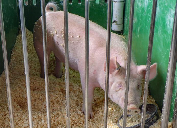 Pig