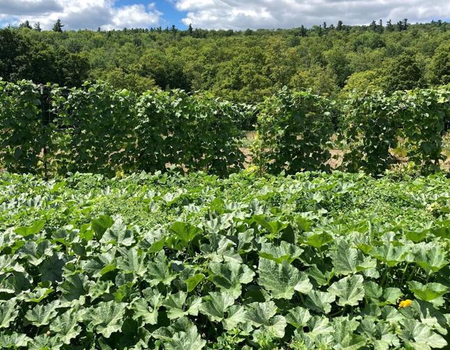 Squash and pole beans