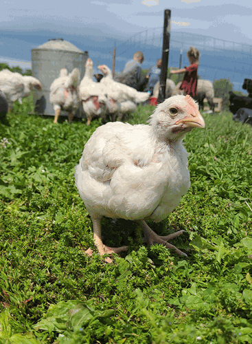 chicken in pasture