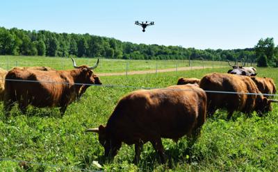 UAV flying over Scottish Highland cattle