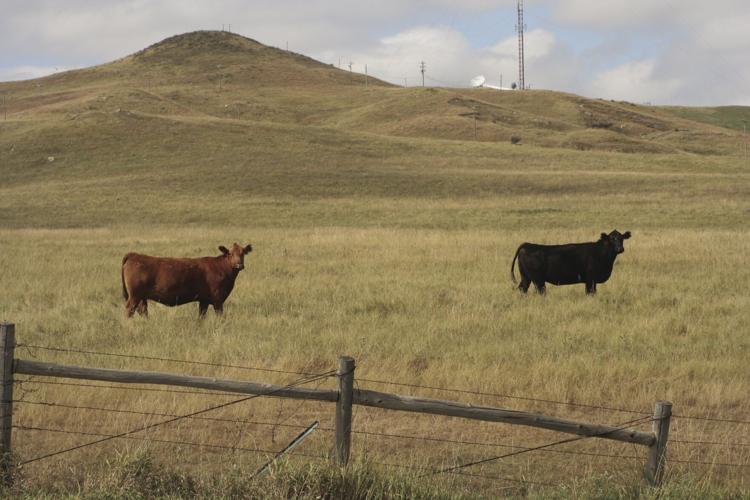 Cattle benchmarking 3.jpg