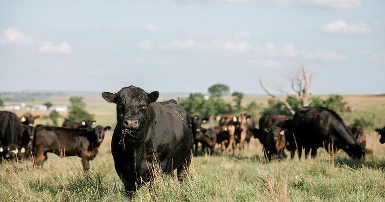 Data-driven decisions improve herd performance