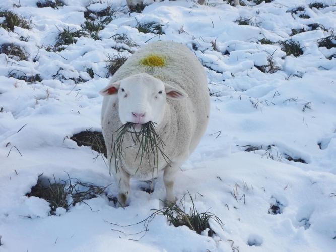 Sheep with grass in mouth in the snow