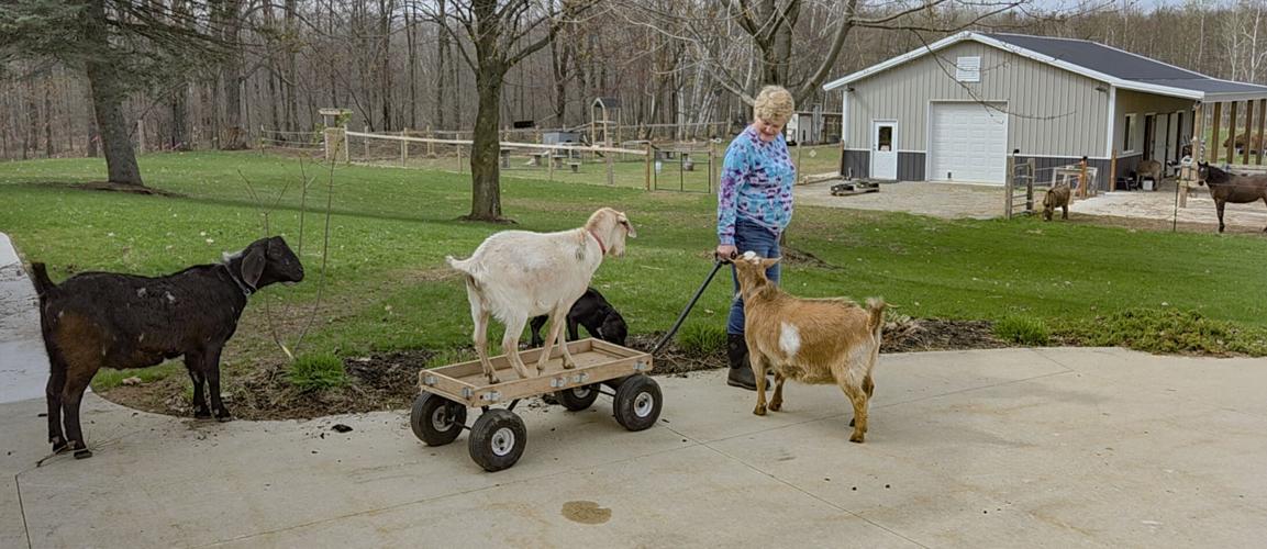 Farm Critter Corner