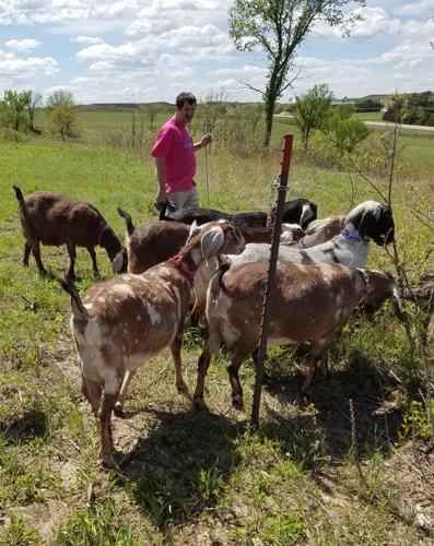 Holy Cow! No, Holy Goat