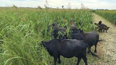 Cover crop cattle grazing goals