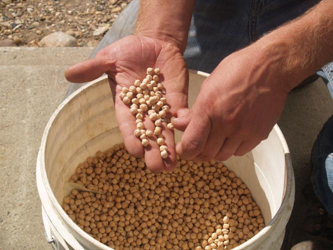 Chickpeas