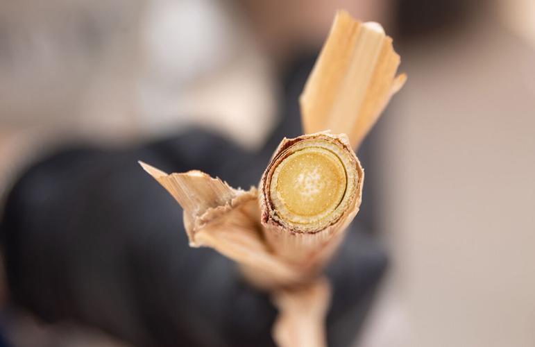 Sorghum stem