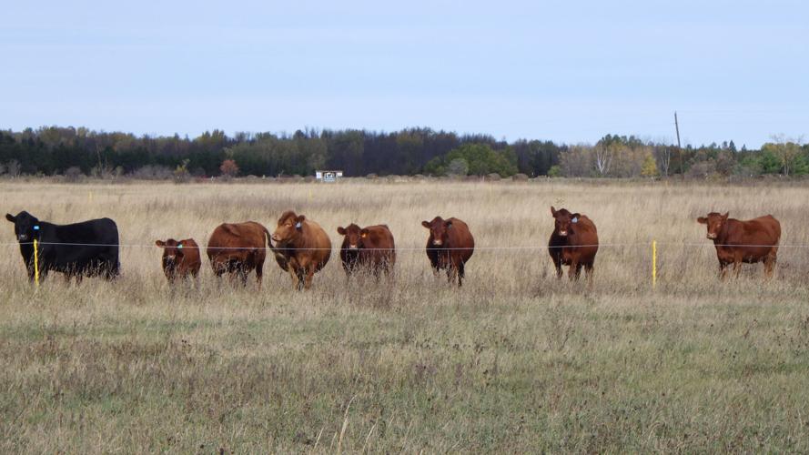 Cows in field