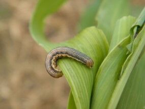 True armyworm larvae