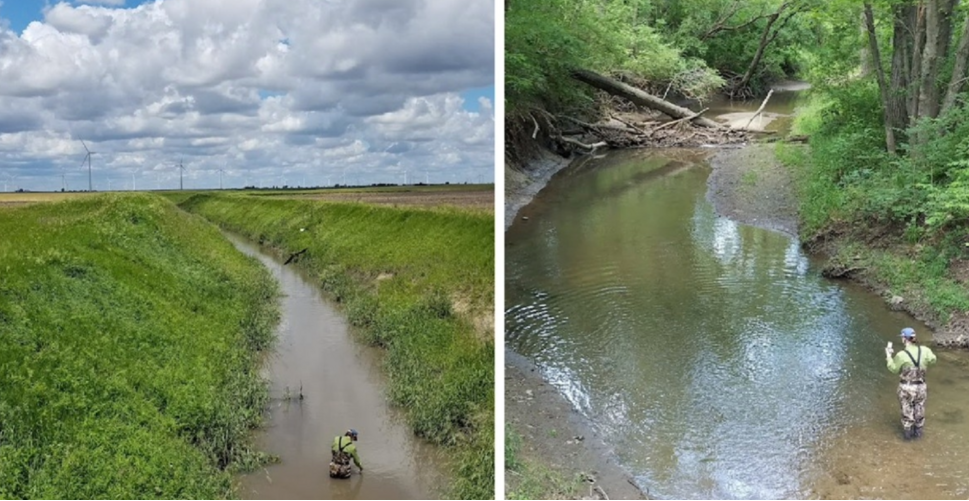 Reves and riparian buffers