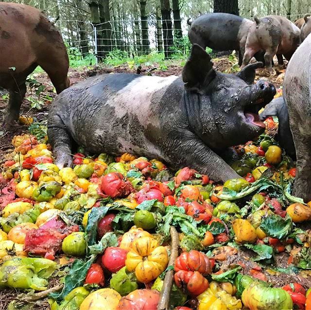 Pasturedpig production profitable Farm Life