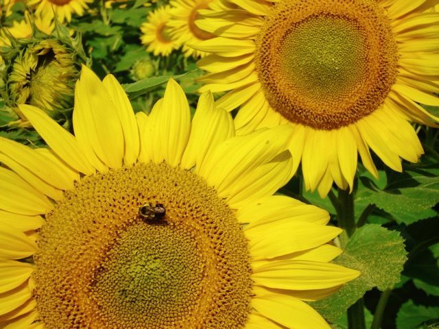 Bee on sunflower