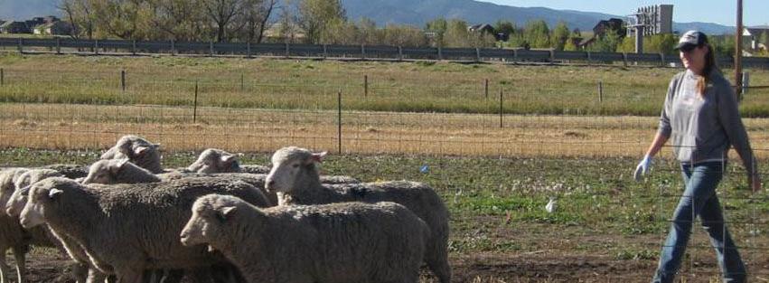 MSU sheep