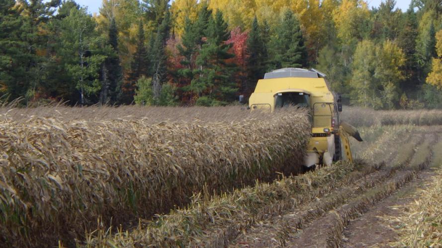 Cornfield