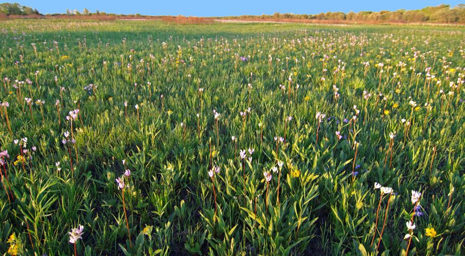 Chiwaukee Prairie State Natural Area