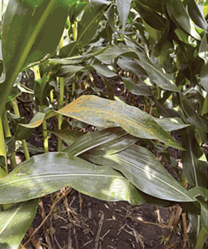 Tracking corn disease: Resources available