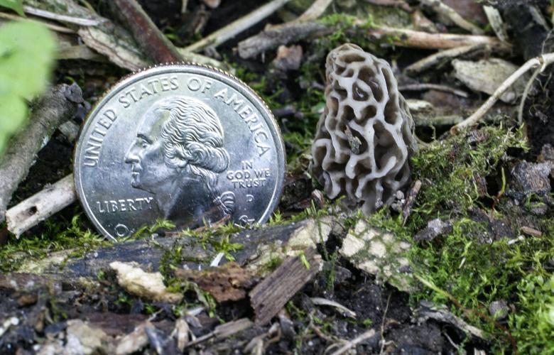 Morel mushroom