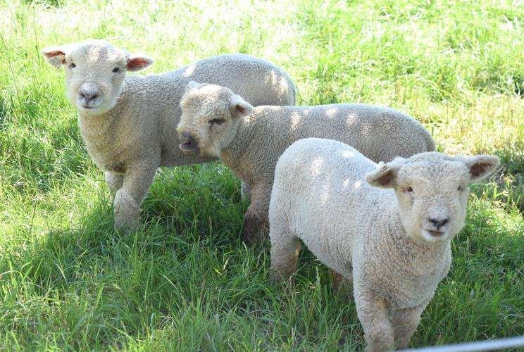 Southdown Babydoll sheep
