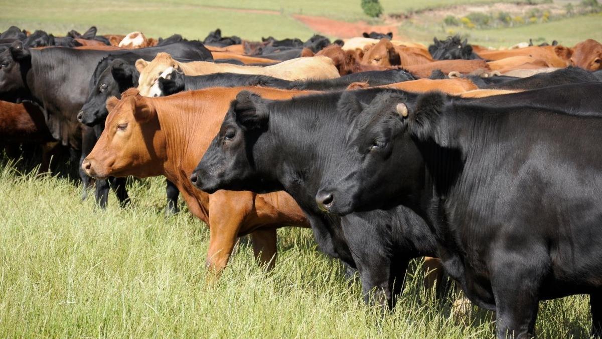 Boosting herd immunity during times of high markets