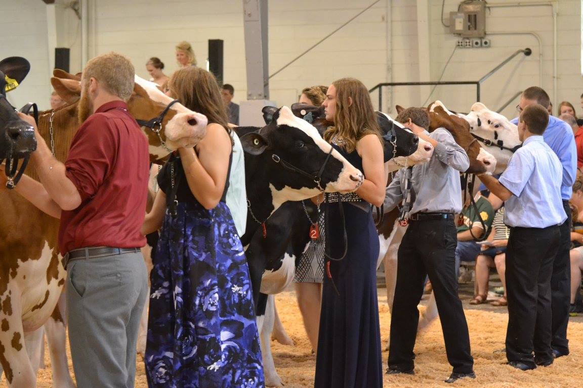 Formal Holstein show -- Fond du Lac County Fair