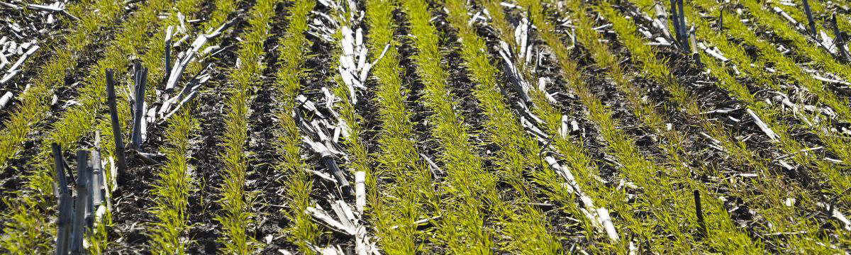 Cover Crop Strategies Best Of The Web Jan 12 2024   634ecd46d9b40.image 