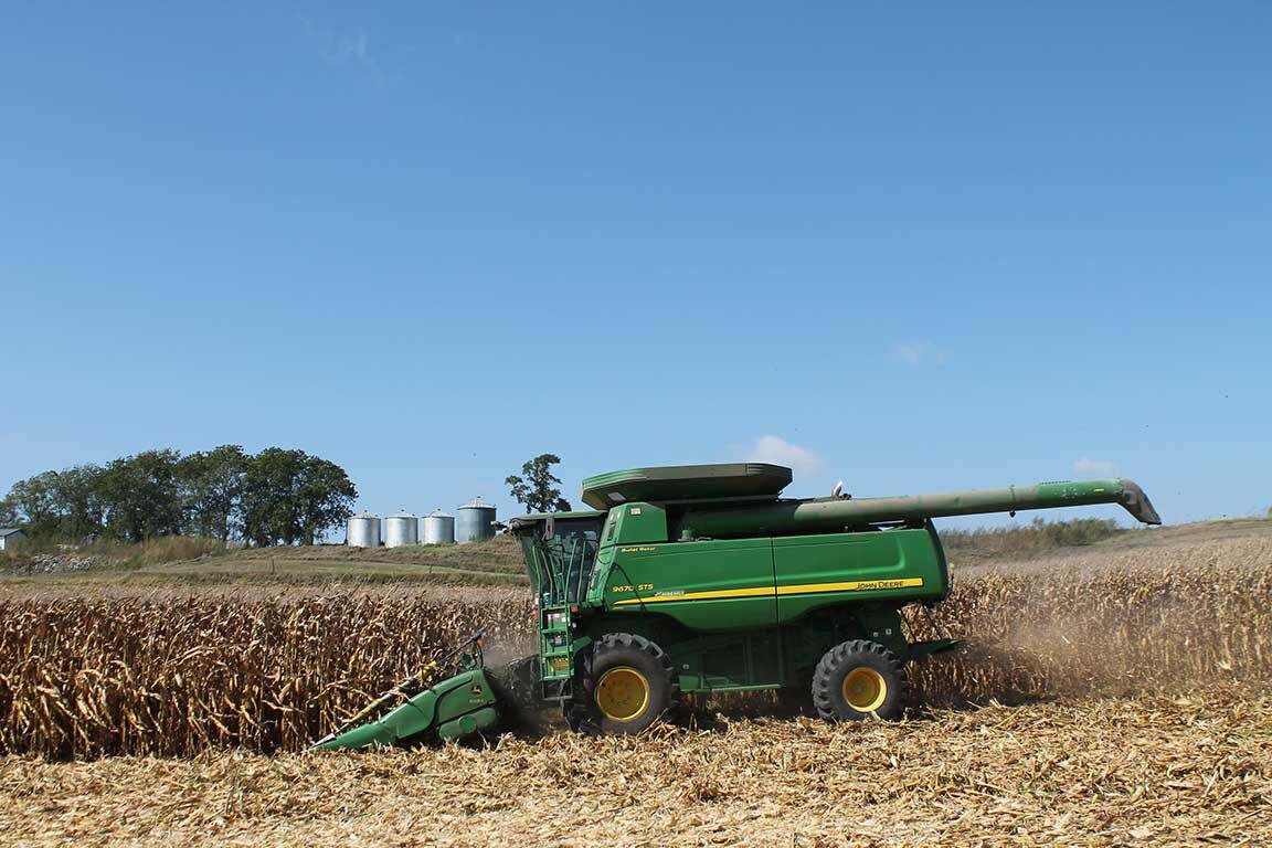 combine harvesting corn