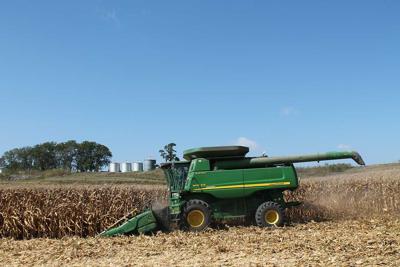 combine harvesting corn