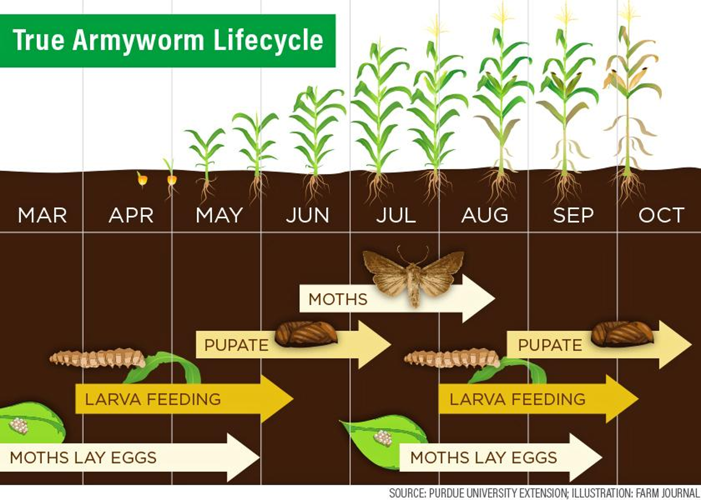 True armyworm life cycle