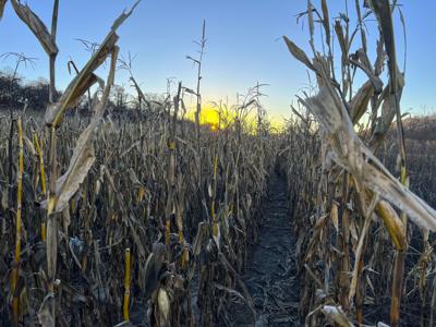 Cornfield