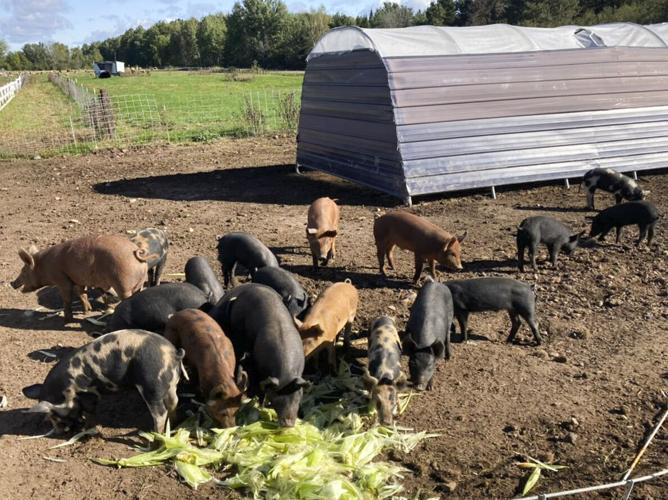 Pigs eat sweet corn husks