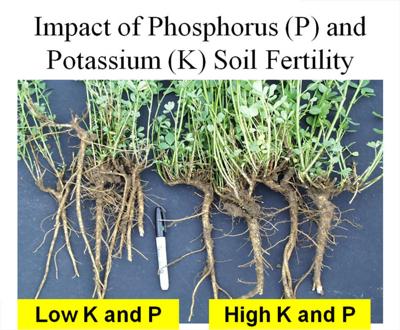 Fall alfalfa management can make or break survival