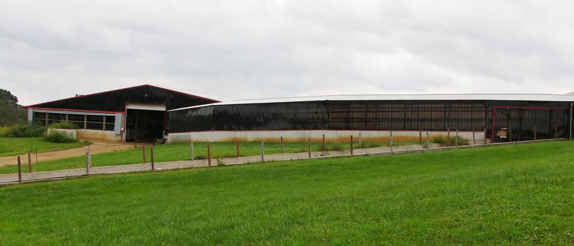 New tunnel-ventilated barn and cow walkway