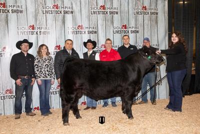 Limousin bull