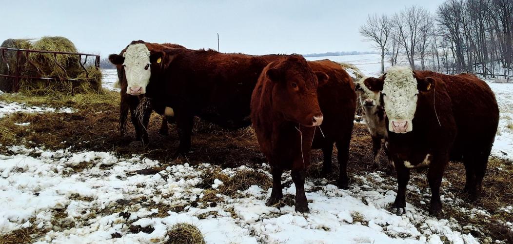 Beef cattle at McCluskey farm
