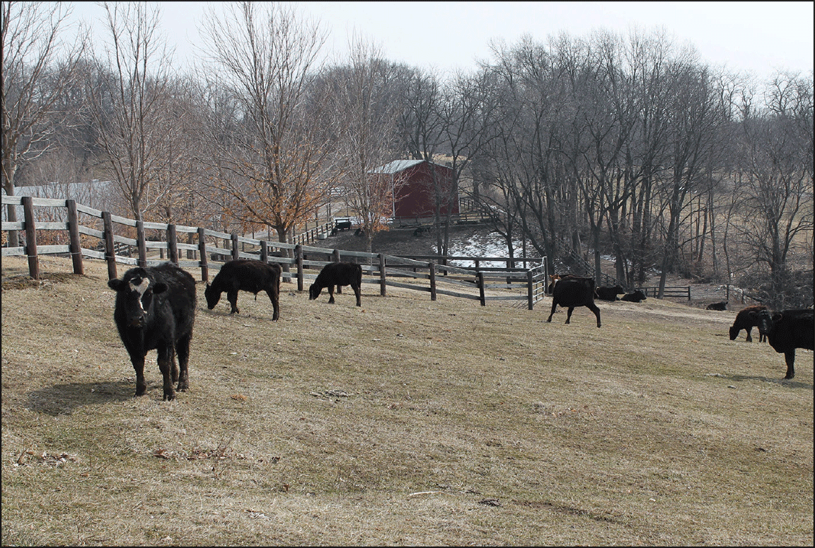pasture cattle