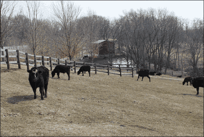 pasture cattle