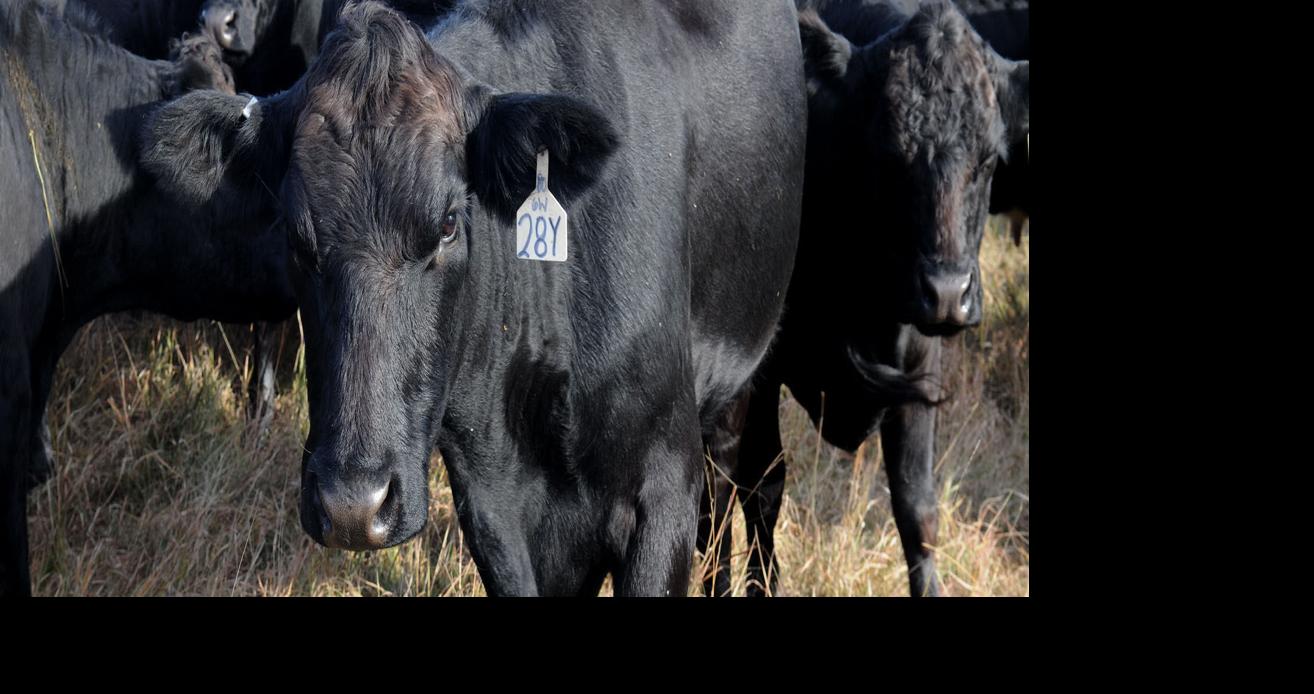 Cattle