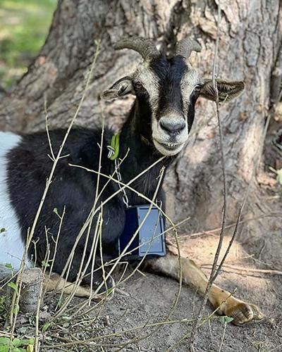 Goat
