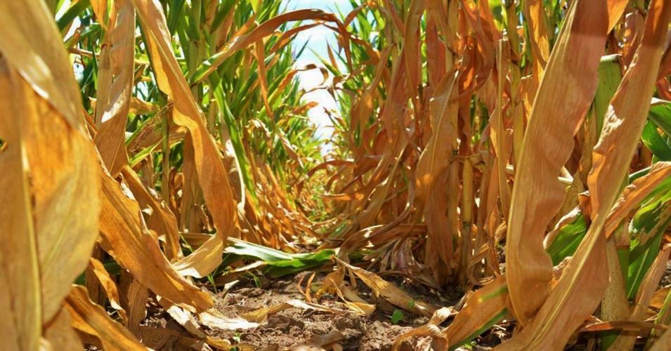 Drought-stressed corn