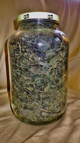 Nettle