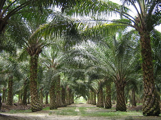 Palm oil plantation Malaysia
