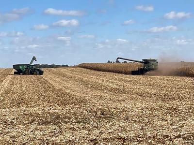 harvest corn